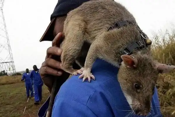 世界上最大的老鼠