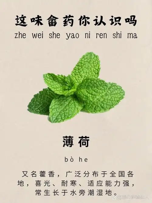 植物名字叫藿香,中药名:土藿香,畲药名"薄荷"