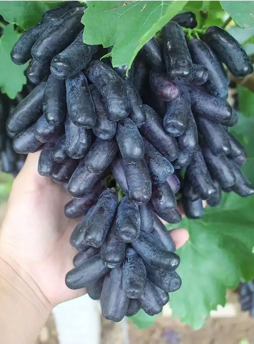 现货直发现摘蓝宝石金手指葡萄无籽黑提新鲜脆甜美人指水果孕妇现摘现
