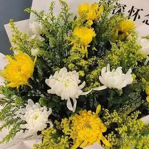 菊花鲜花云南直发鲜切花黄菊白菊大菊花清明节客厅家用装饰真花