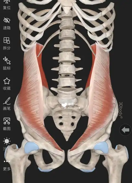 每日认识一块常用肌肉腹内斜肌