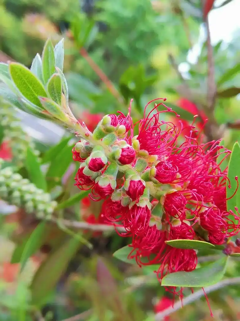 红千层,花语:英姿飒爽,风韵独特.它虽然是一种花卉植物,但其 - 抖音