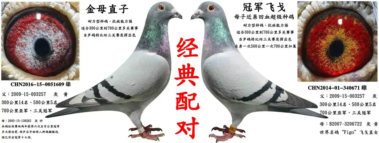 首 页  铭 鸽  新鸽上架  推荐铭鸽  定价鸽  信鸽拍卖 黄金配对