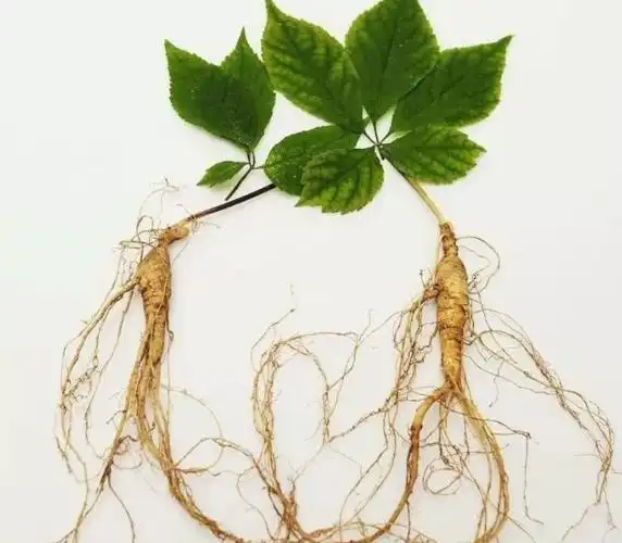 土人参归属于马齿笕科,肉质地根,是一种药用价值滋补品,具备滋补养生