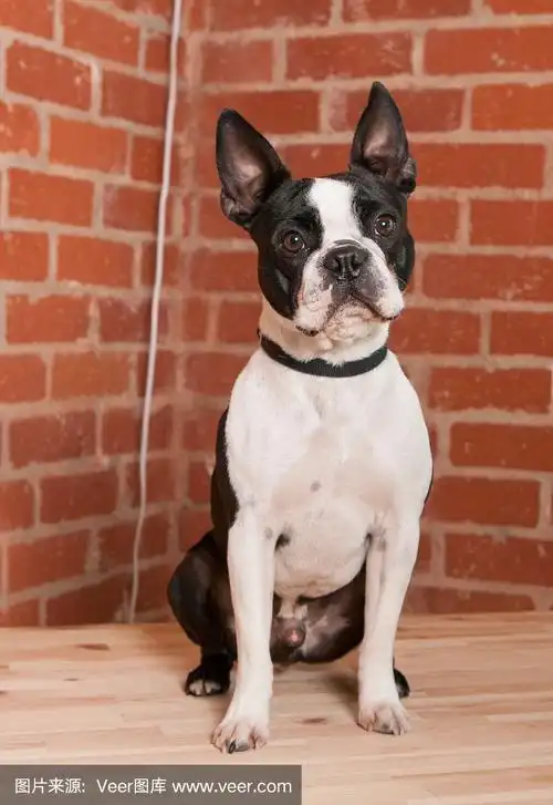 成年雄性法国斗牛犬,在自然柔和的光线下,靠着砖墙坐着