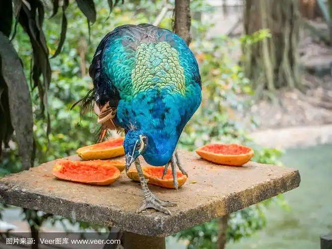 孔雀吃木瓜