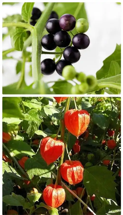 秋天的时候,红姑娘本身也不是很甜的,放一段时间吃很甛.