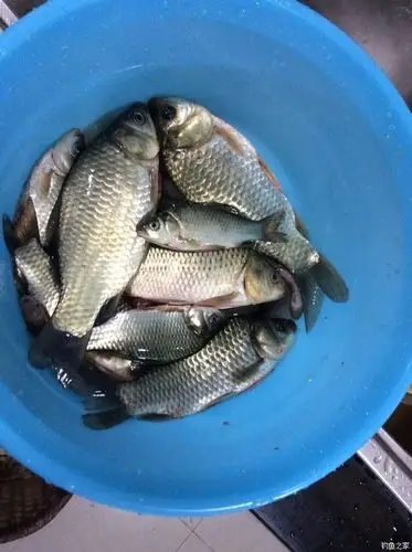 大鲫鱼大鲫鱼 钓鱼之家饵料钓翘嘴