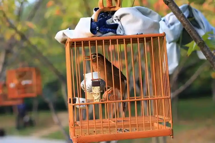 公园一景(笼鸟)450d 50.1.