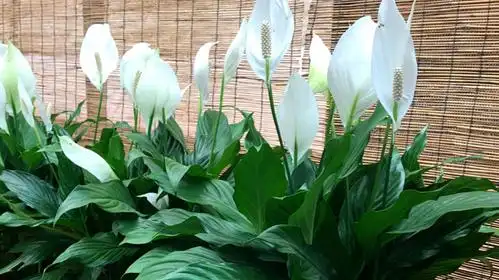 白掌应该怎样养护