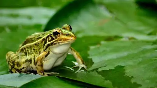 你不要做过度资讯里的温水青蛙,快跳出来,独立思考生活,让青蛙变王子