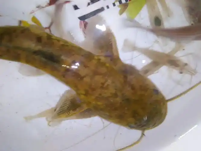 黄鲶鱼吃什么?在家里养在桶里能养活吗?_百度知道