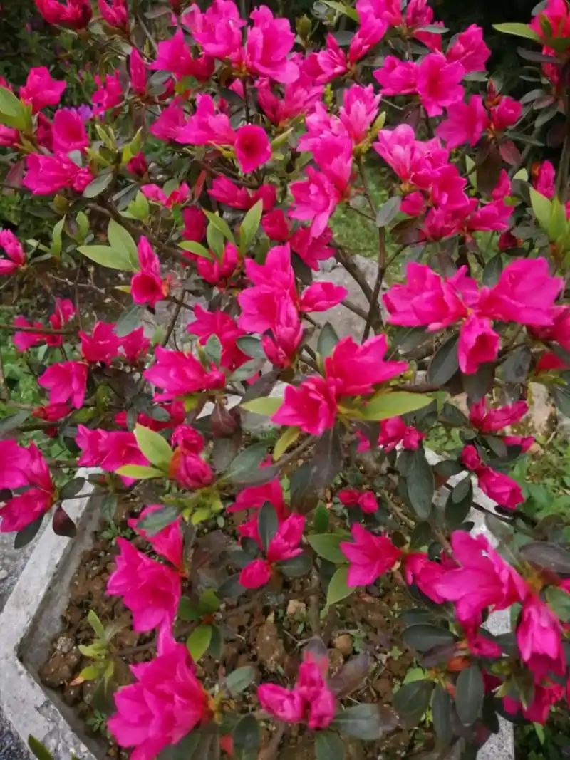 美丽的映山红 - 抖音