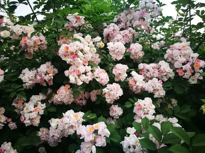 七姊妹花(蔷薇)