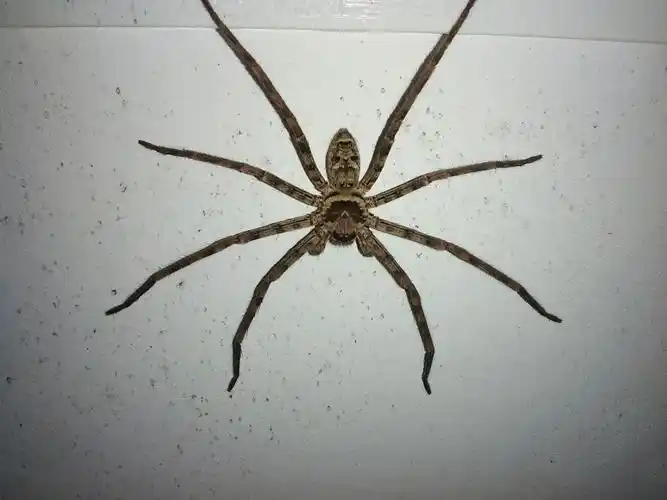 有谁知道这是什么蜘蛛,有没有毒?