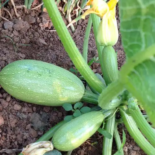 鲜嫩的西葫芦成熟啦!肉质饱满厚实 500g