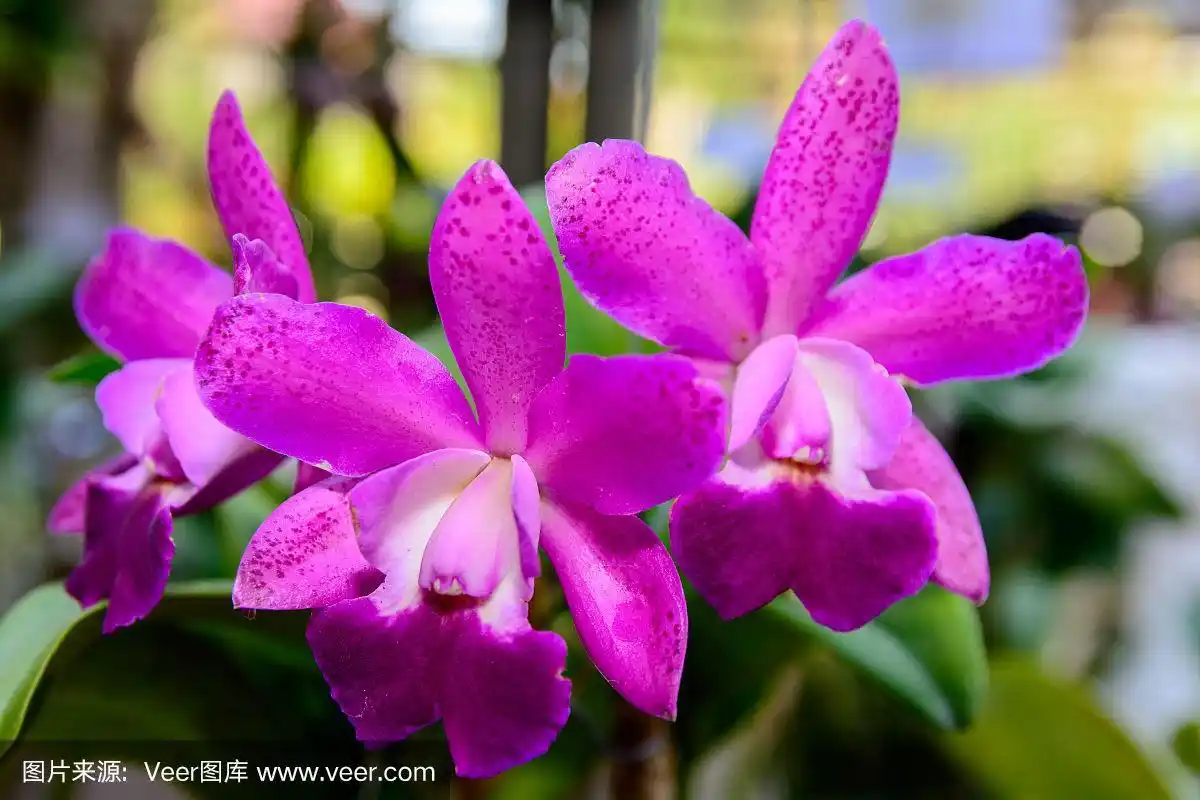 粉红色的洋兰兰花.