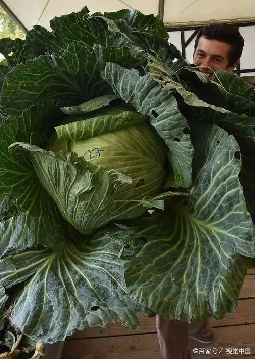 又到一年丰收节 "巨无霸"瓜果蔬菜大比拼!