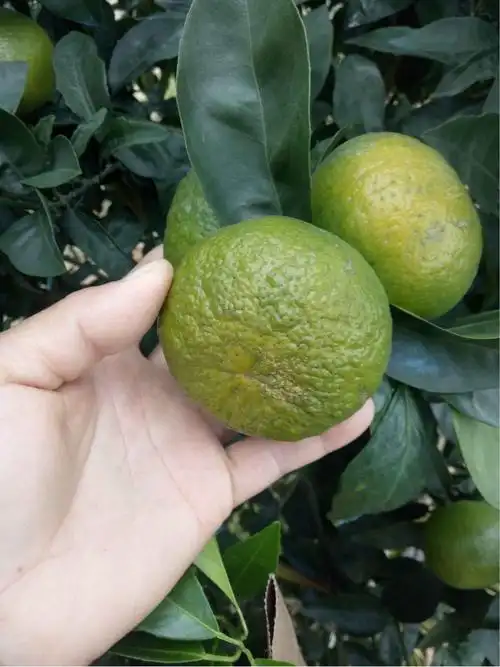 这样的果是药害吗?-大丰收柑橘问诊在线平台