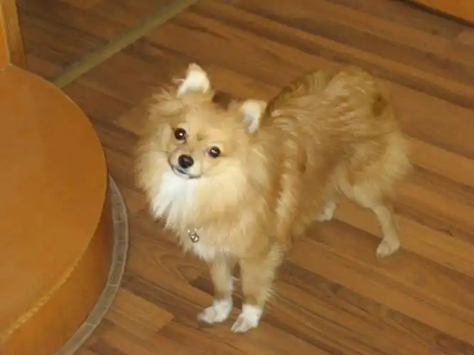 狐狸狗吃什么,狐狸狗吃什么狗粮