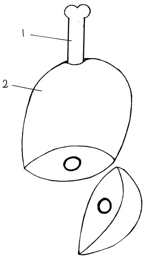 羊蹄膀形熟肉制品