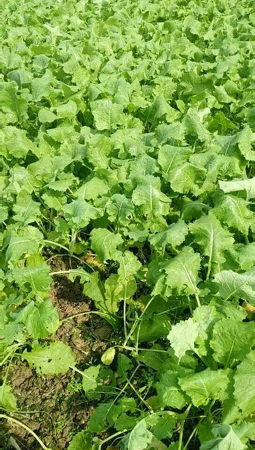 家里绿色油菜苗