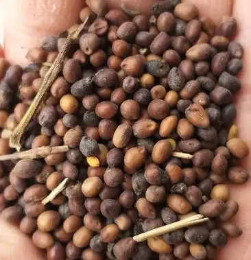 苦参种子纯新种子需要的联系保证出苗