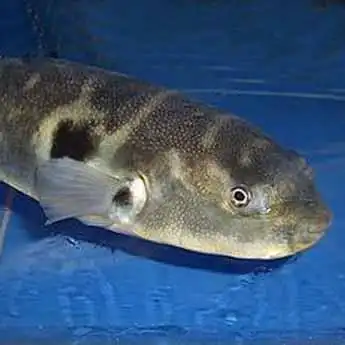 大巴鱼活鲜300g600g条￥49500g￥010g