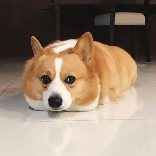 求这个沙雕柯基头像