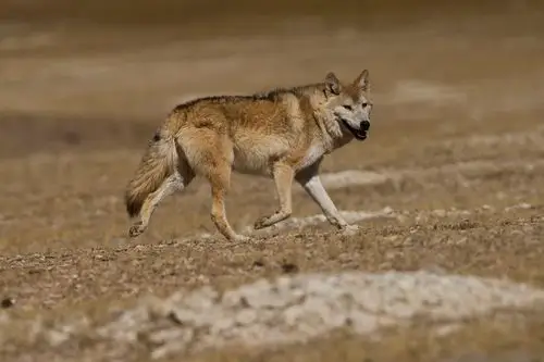 可可西里草原狼