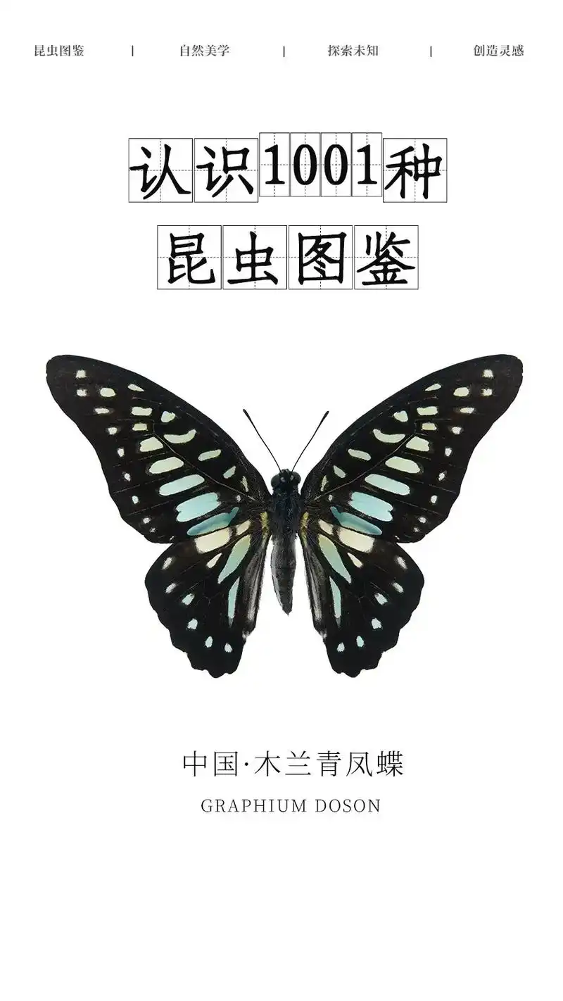 木兰青凤蝶|昆虫图鉴科普|每一只蝴蝶都是上帝的艺术  95  - 抖音