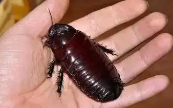 南方的蟑螂到底有多大多恐怖北方人可以来感受下