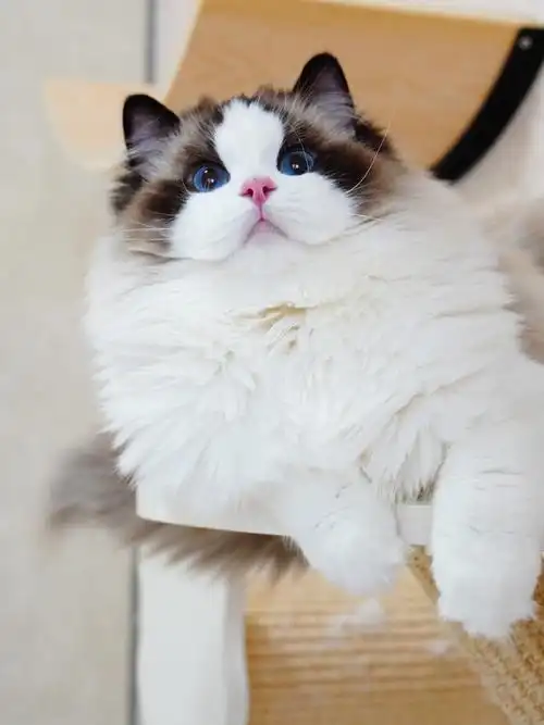 传统布偶不等于丑77尖嘴猴腮