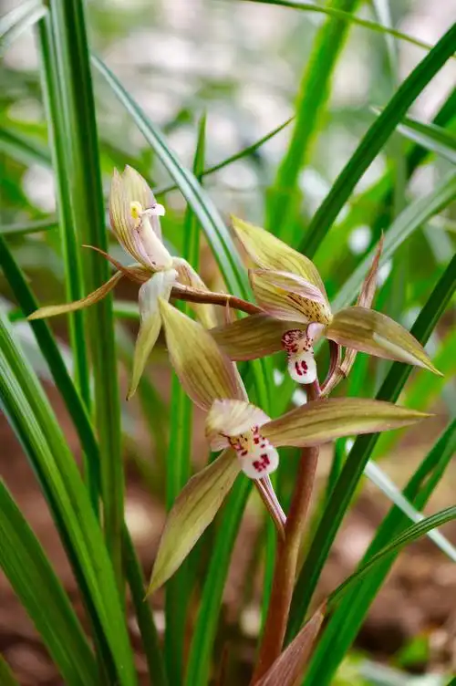 心中最美是兰花