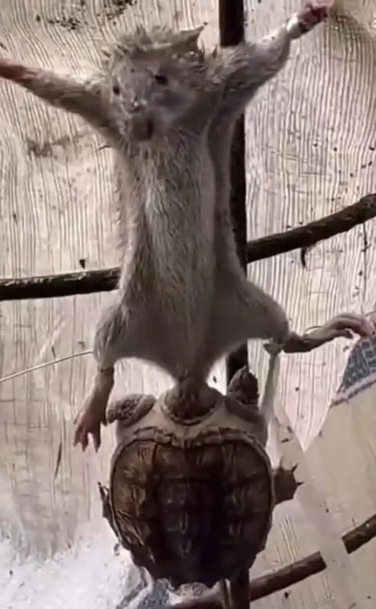 这是对老鼠最严重的折磨[没眼看]