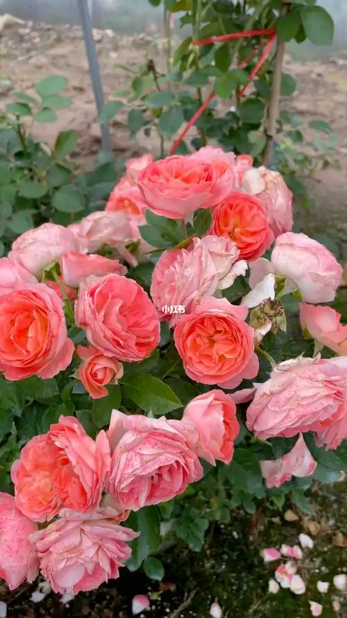 阳台党的诺娃月季