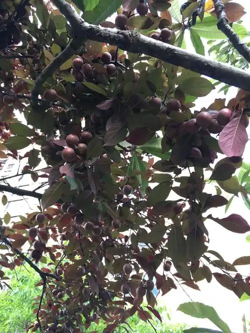 紫叶李果实累累