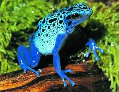 浙江截获南美箭毒蛙 细数外表艳丽却身藏剧毒的蛙类