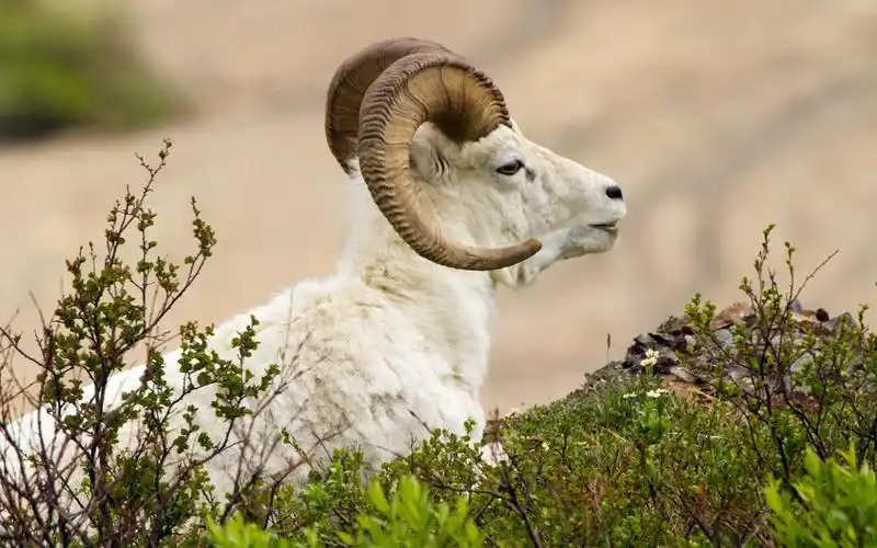 温驯可爱的山羊桌面壁纸下载 第四辑