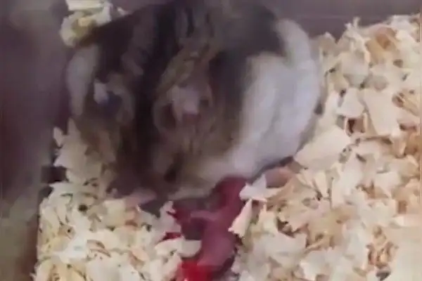 大自然如此残酷仓鼠妈妈保护自己的孩子背后隐藏杀心太残忍了