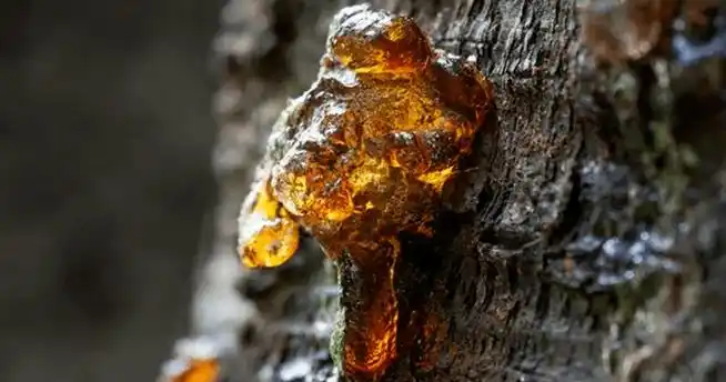 【文玩科普】琥珀含香的秘密是什么?都有啥琥珀?_香味_树脂_昆虫