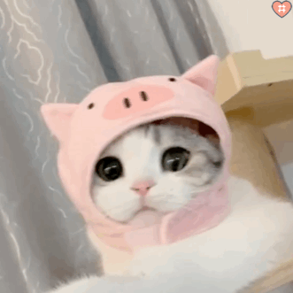 小泡芙表情包动图