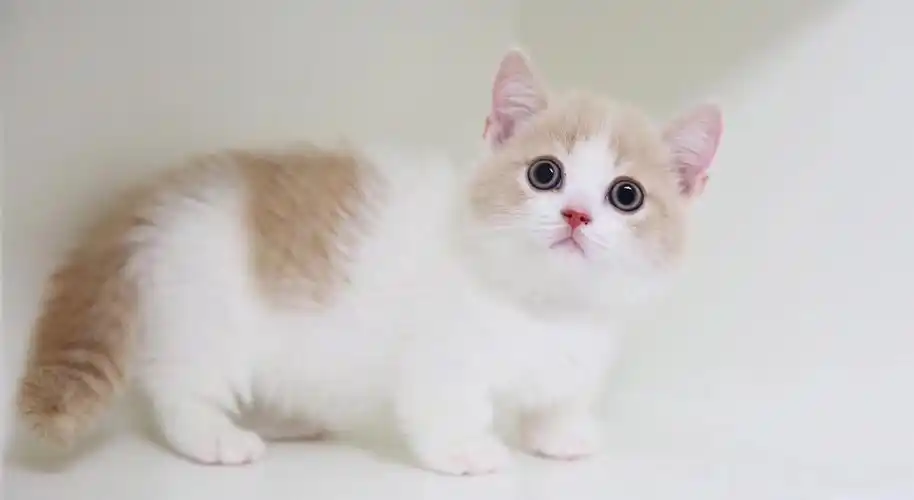 出售:乳白矮脚弟弟