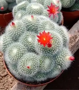 群生多头白雪光开花仙人球防辐射吸甲醛含盆带土栽好包邮