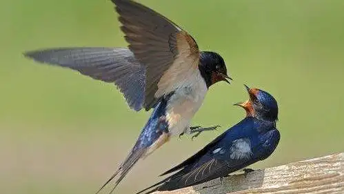 史达祖《双双燕·咏燕》,一首精美的咏物词,含蓄深沉,饶有韵味
