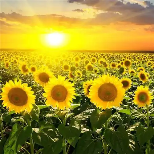 微信最吉利的好看头像风水好聚财转运的最吉利头像图片