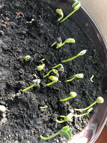 七年十二班张晨曦生物观察之黑豆生长过程