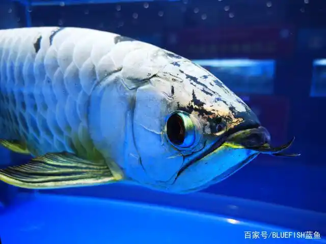 上海宠物展上的龙鱼(蓝鱼水族)