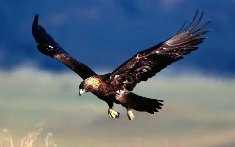 雄鹰展翅,高清图片,电脑桌面-壁纸族