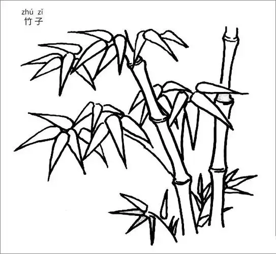 植物简笔画,竹子简笔画,简笔画图片